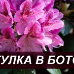 Выездное занятие в Ботанический сад "Цветущий май"