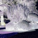 Ascott Garden 06 150x150