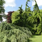 Ascott Garden 17 150x150