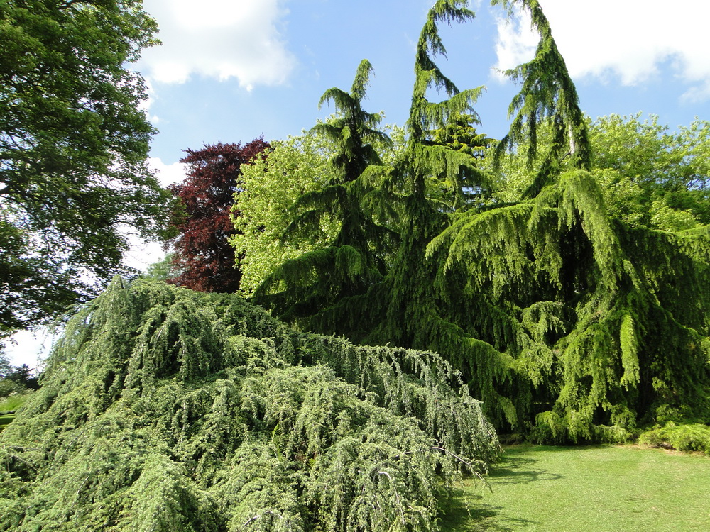 Ascott Garden 17