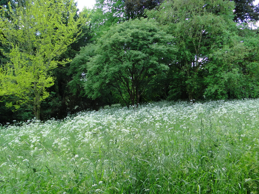 Ascott Garden 18