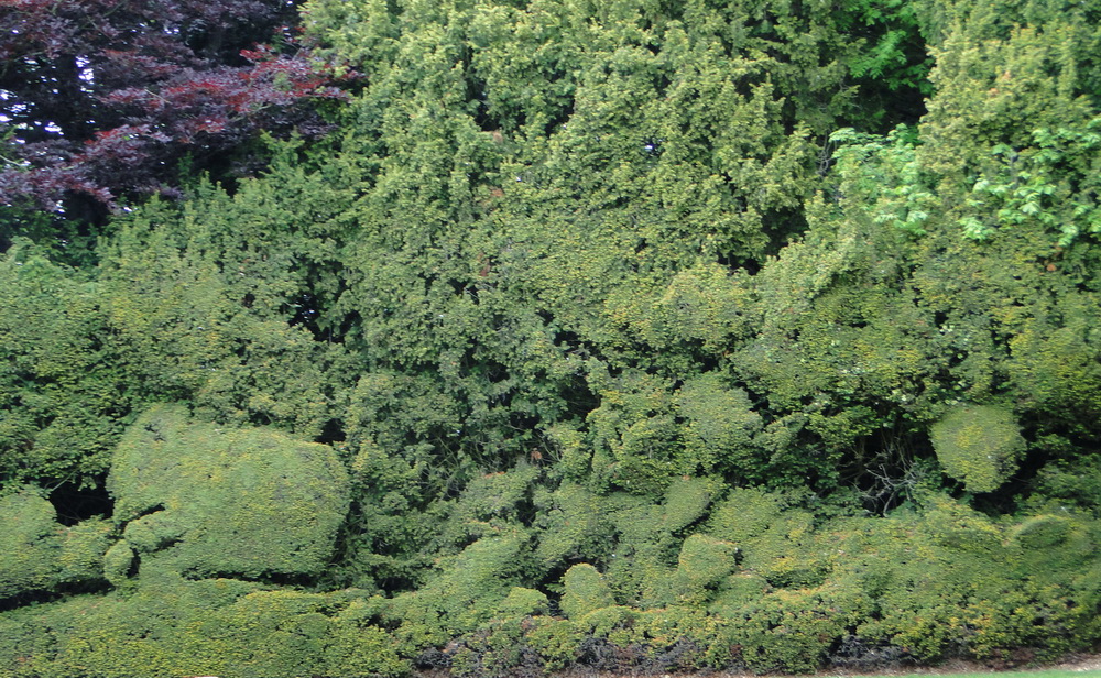 Ascott Garden 20
