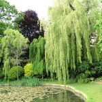 Ascott Garden 29 150x150