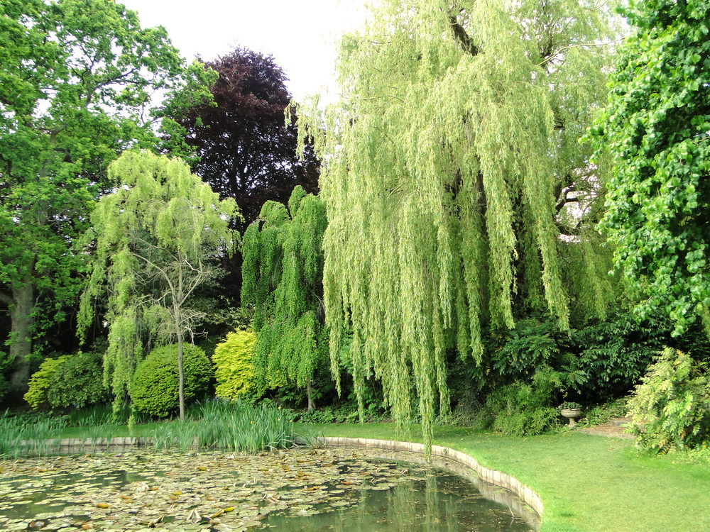 Ascott Garden 29