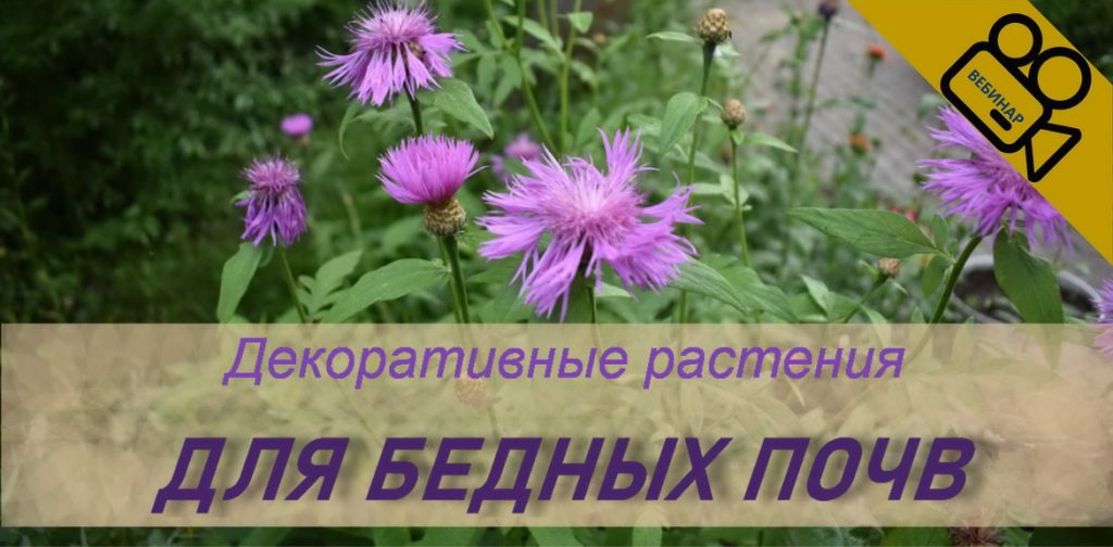 Декоративные растения для бедных почв poor soils plants 2