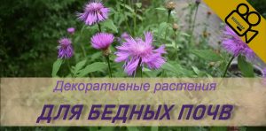 Home poor soils plants 2