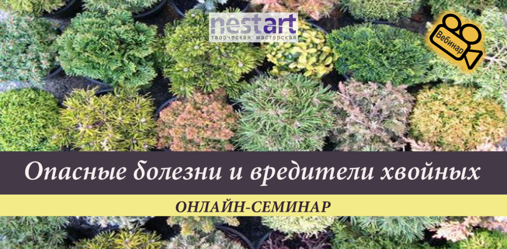 Опасные болезни и вредители хвойных Баннер1