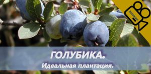 Home Голубика1