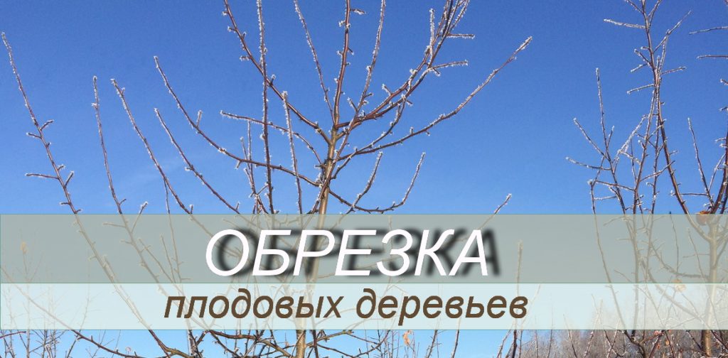 Обрезка плодовых деревьев обрезка плод