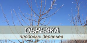 Home обрезка плод