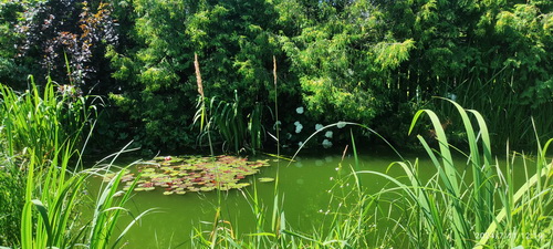 Сад Пантелеева Анна 09